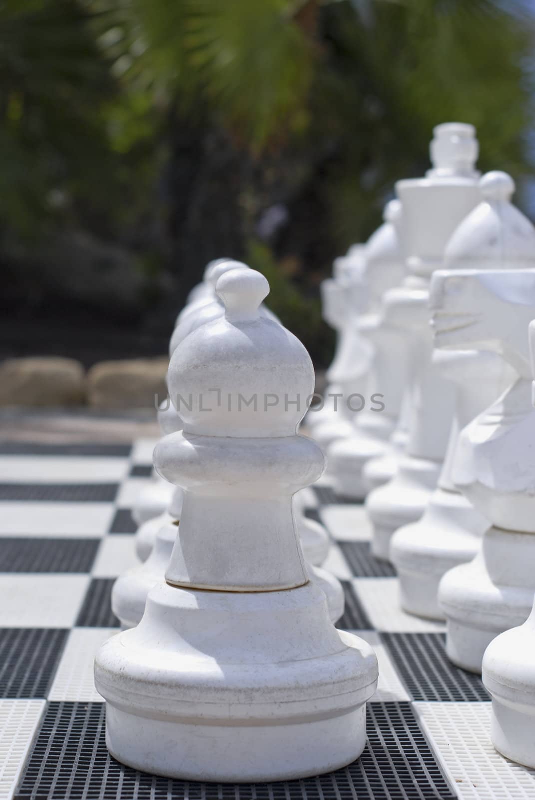 Chess set, row of pieces outside on the background of palms