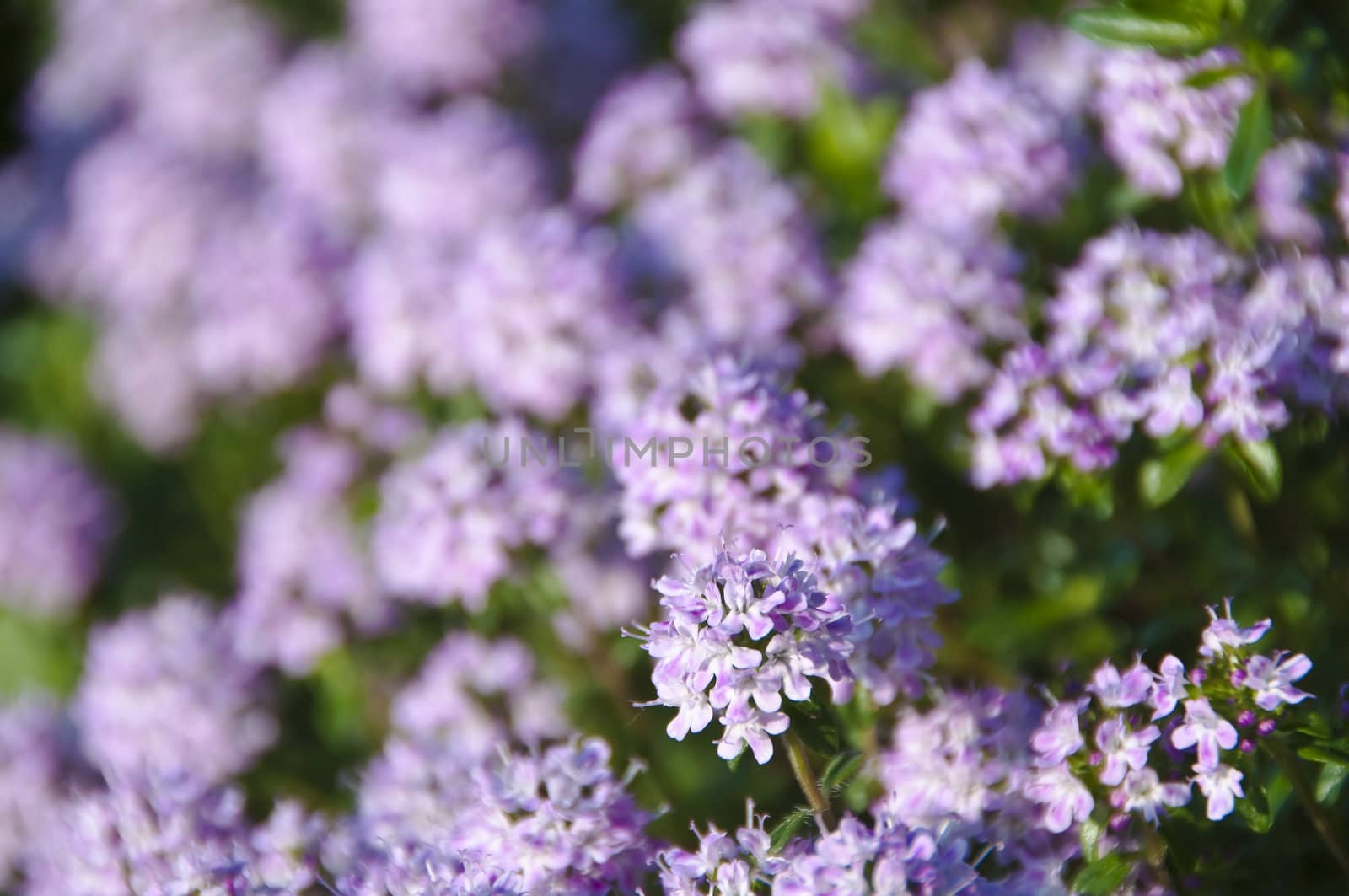 thyme by Jochen