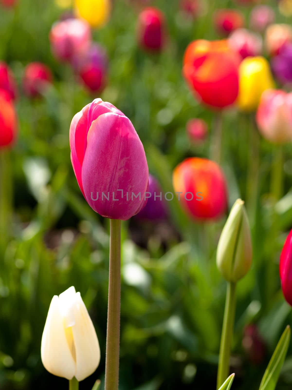 Tulips in a blooming field