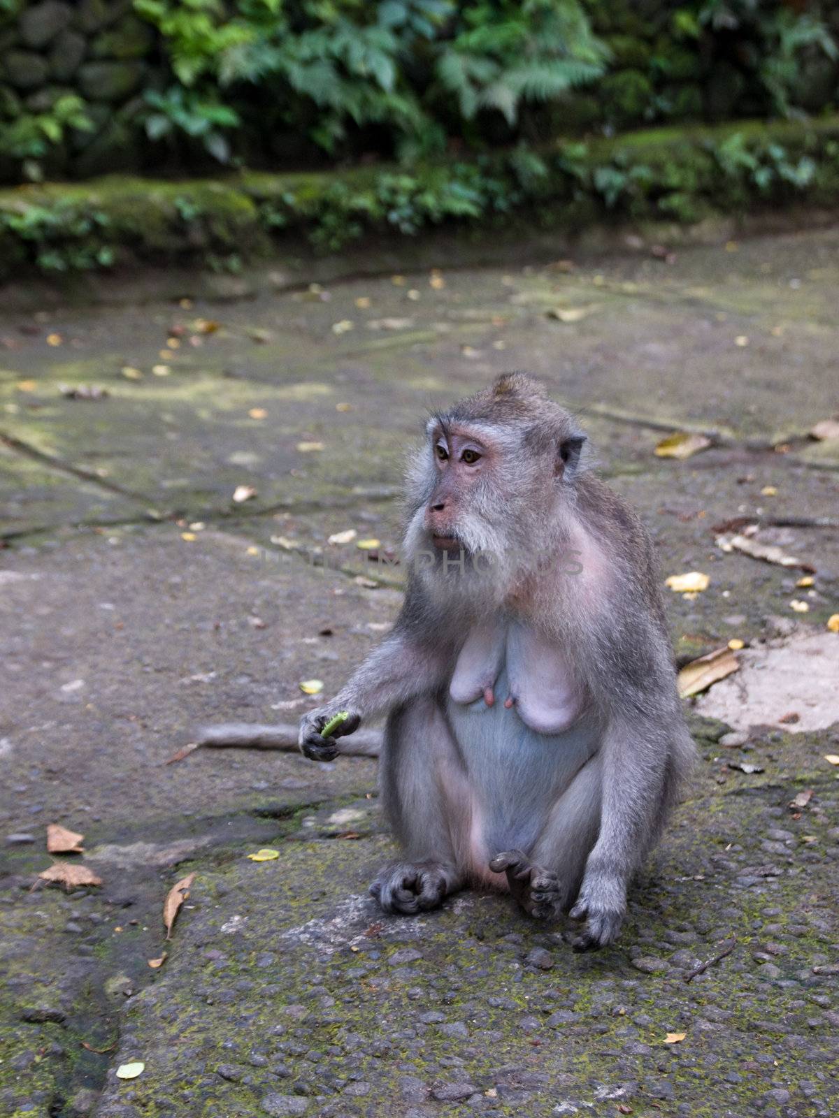 The picture was done in one of the monkey parks of Bali