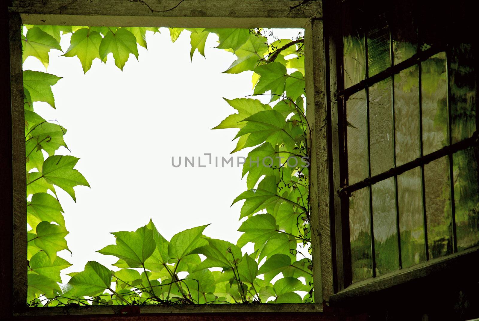 Old dark window framed by green grapes leaves