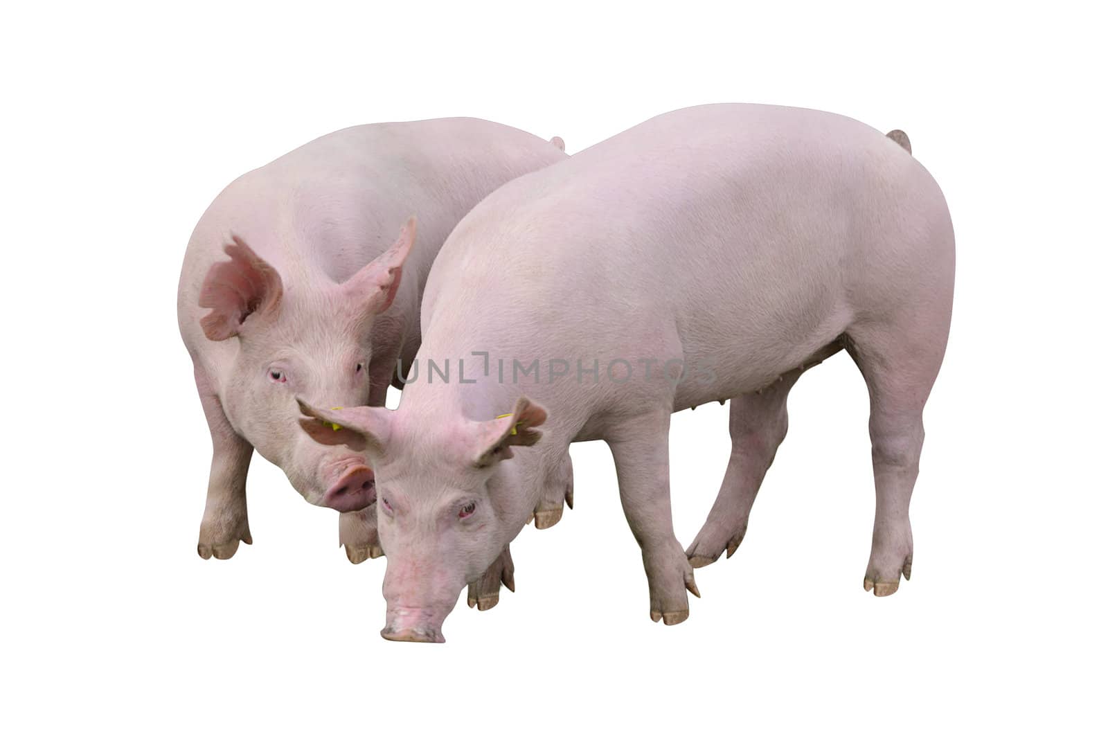 pigs isolated on white by dyoma