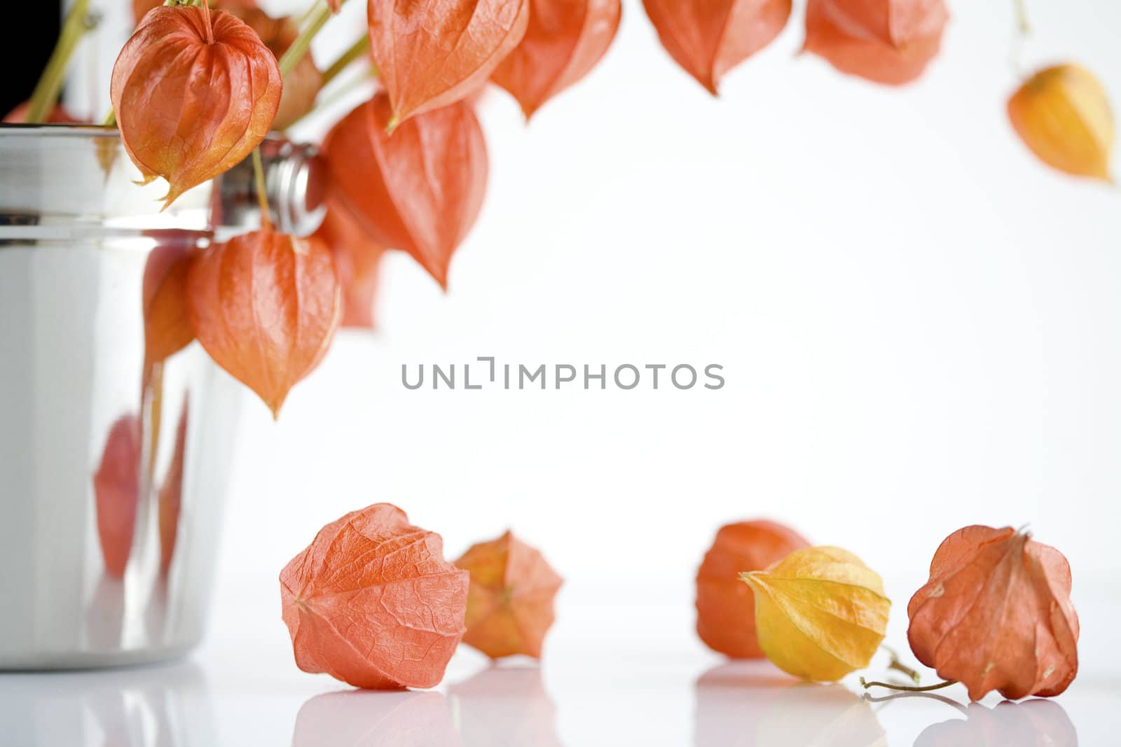 Orange Japanese lantern flowers by jarenwicklund