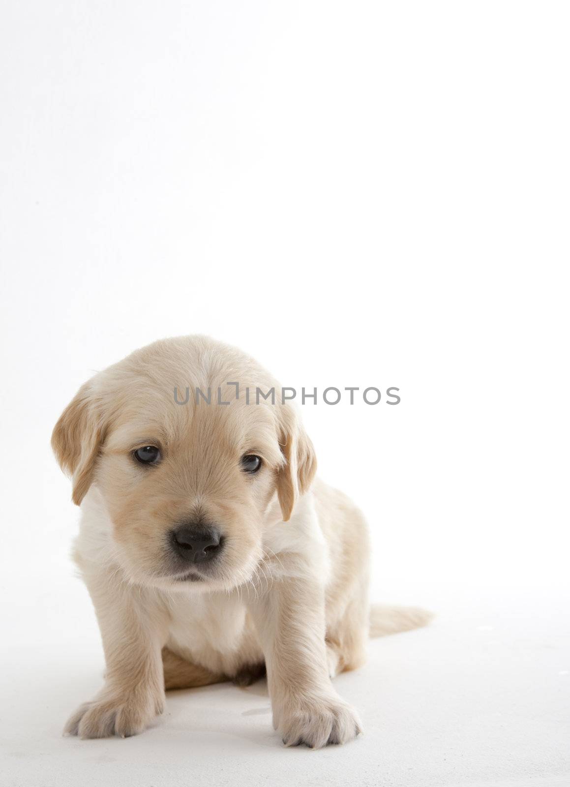 puppy of golden retriever