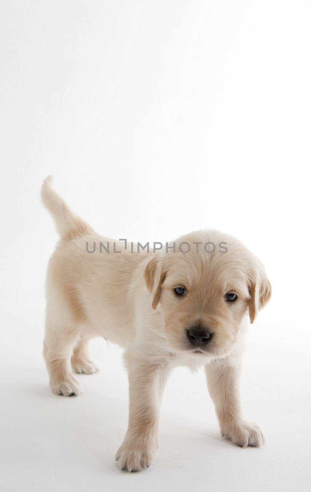 puppy of golden retriever by phbcz