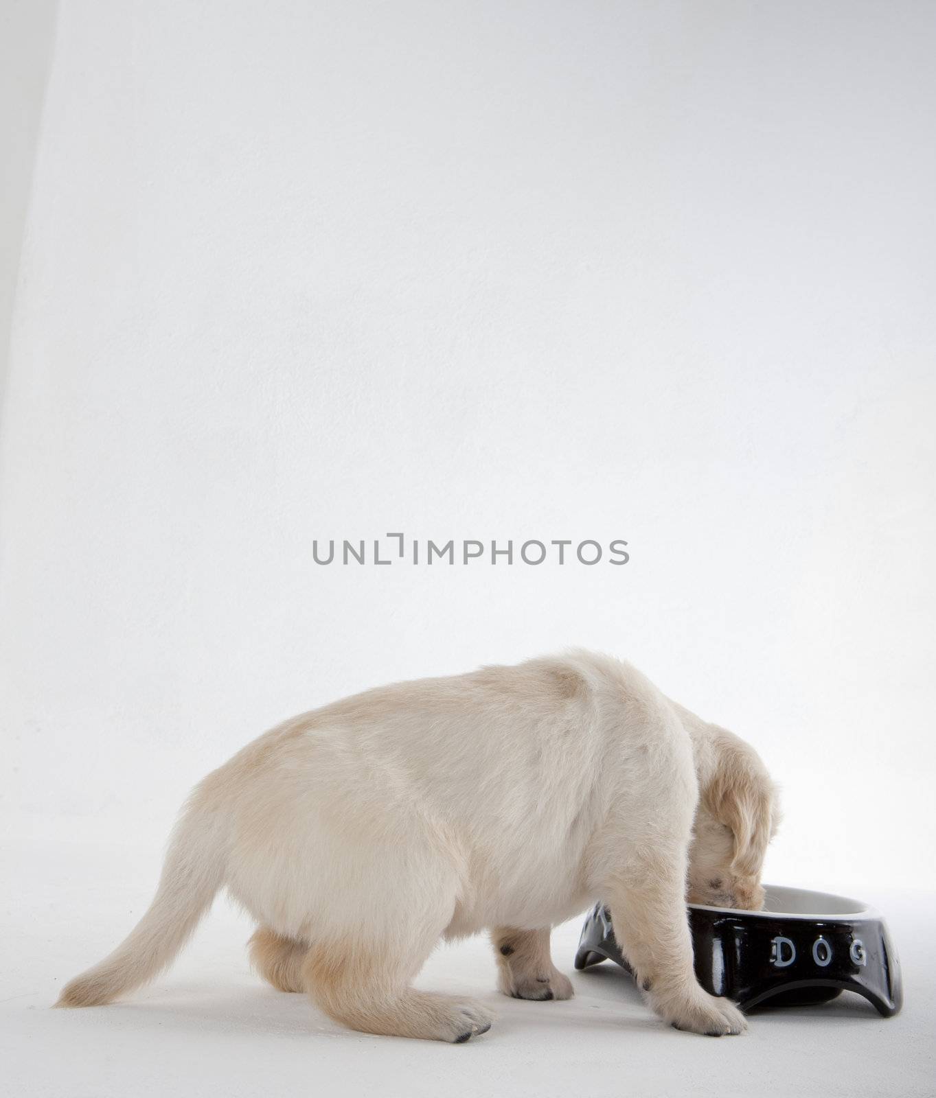 puppy of golden retriever at its bowl