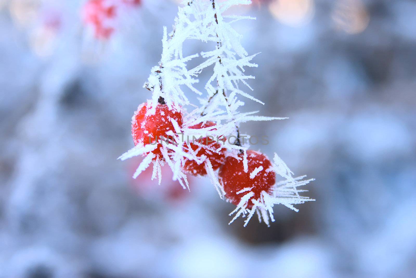 Mountain ash on a branch covered with hoarfrost removed close up with photofilter use