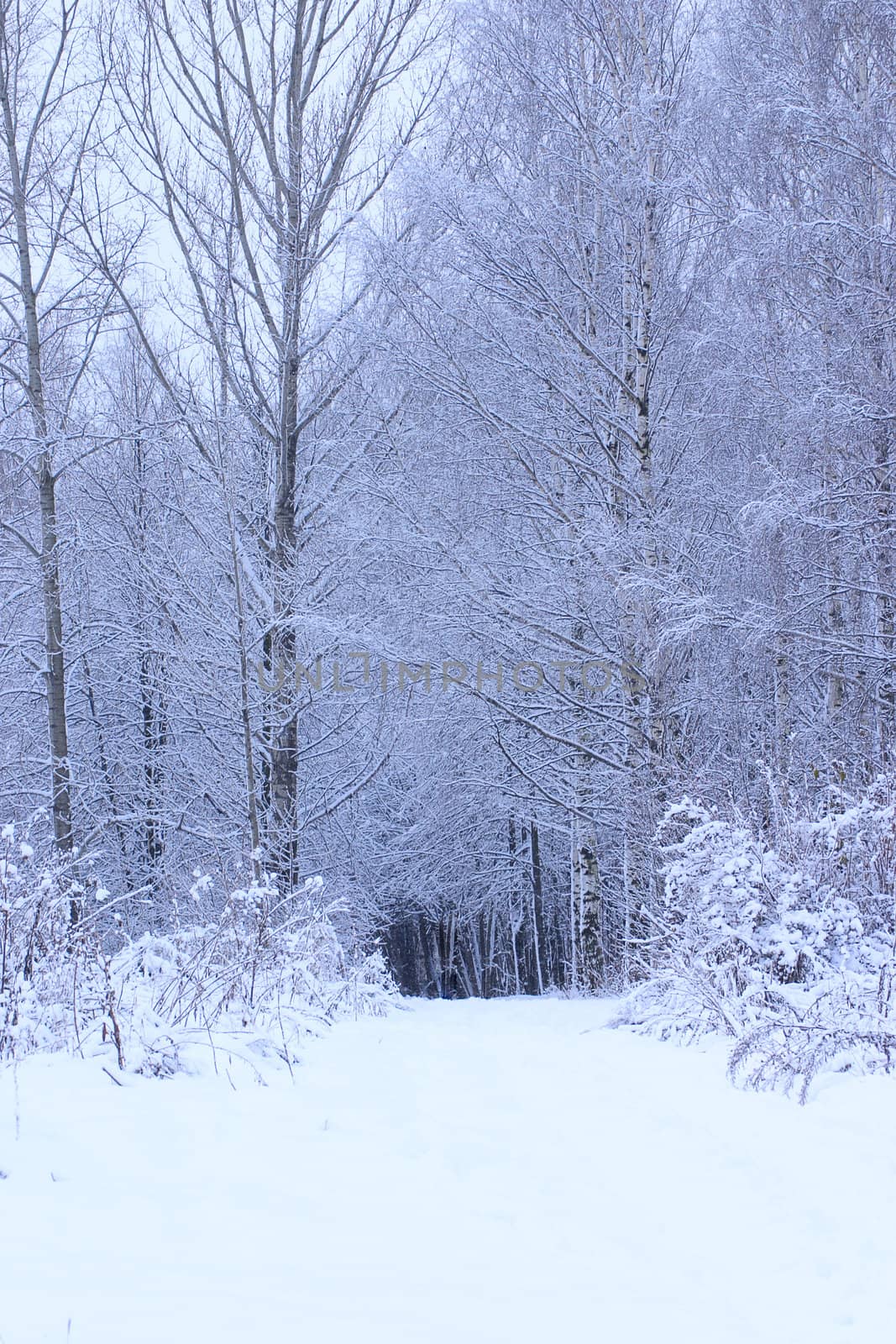 Snow-covered road to winter wood removed from photofilter application