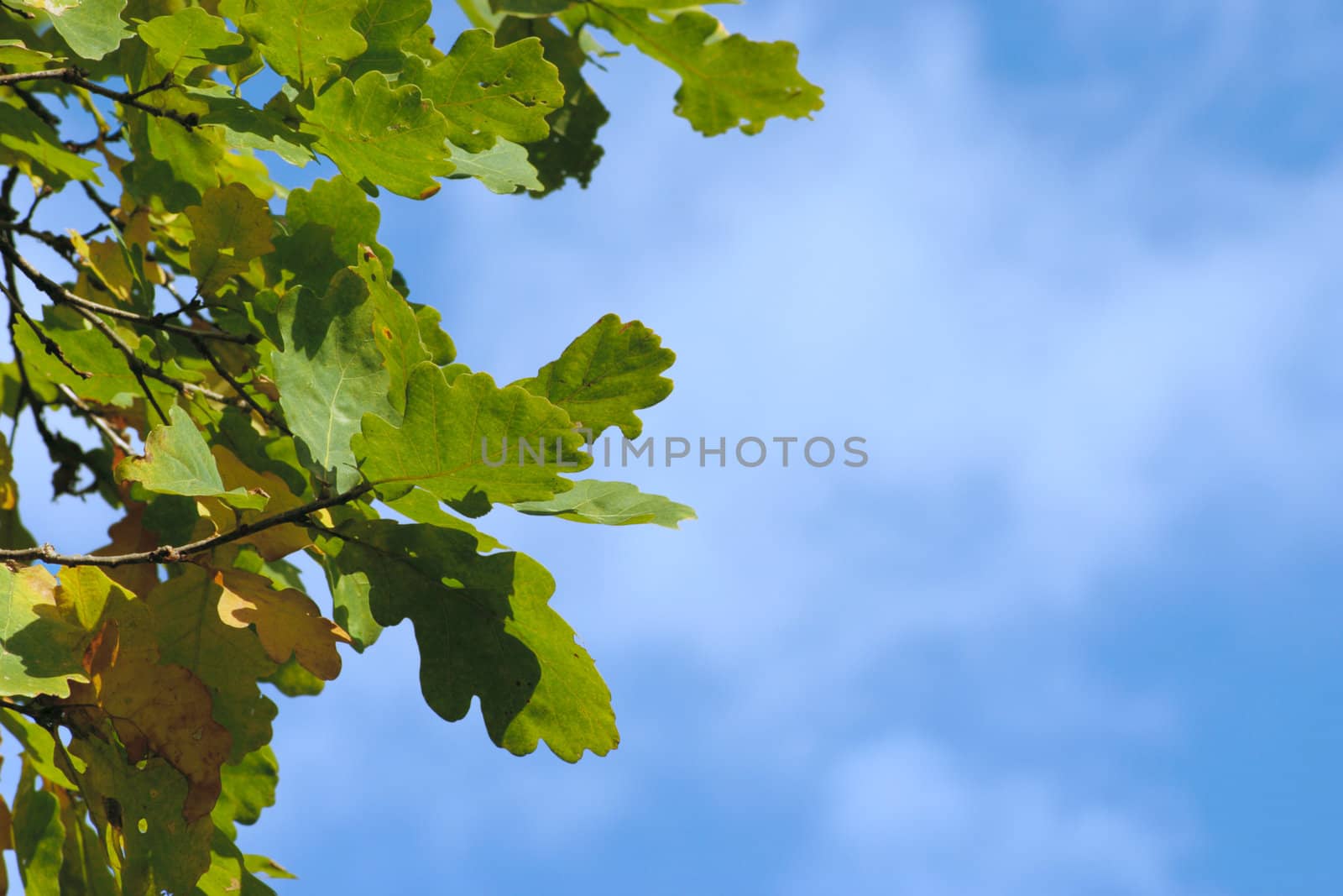 Oak leaves against the blue sky removed close up