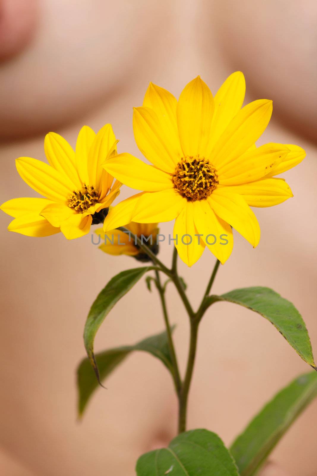 Yellow flower against a female body removed close up