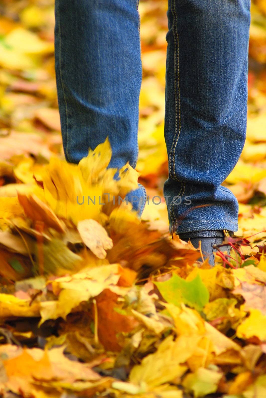 Kick in jeans on autumn leaves removed close up