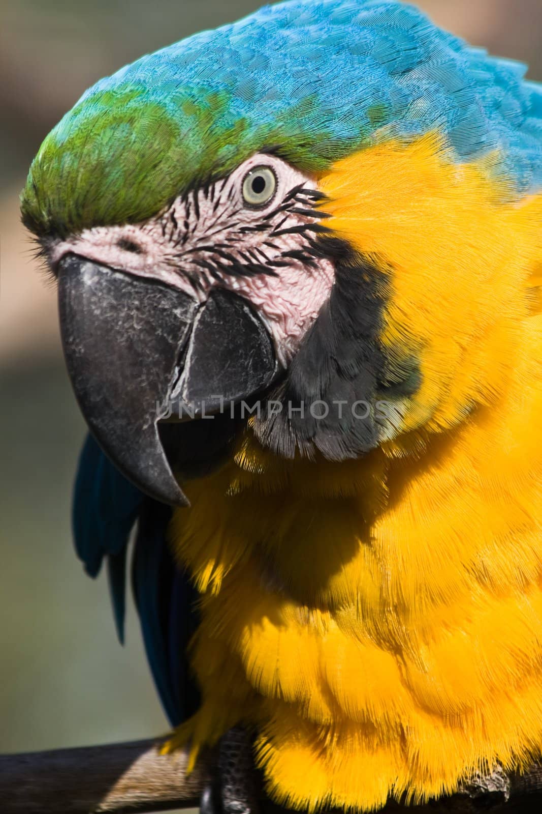 Yellow and blue parrot sitting on branch