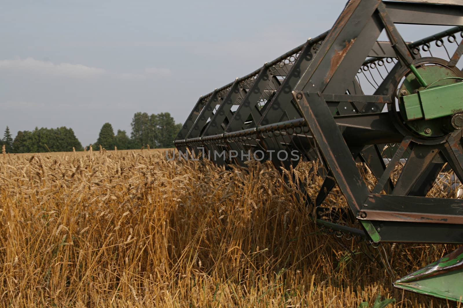 With help of combine in autumn is harvested crop.
