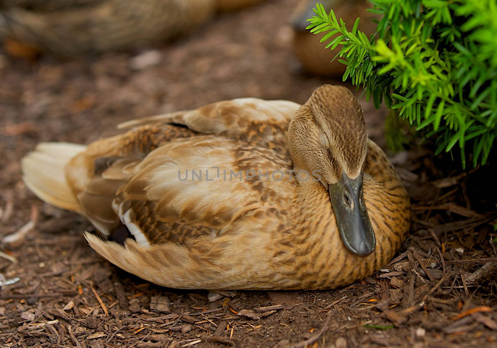 Wild Duck asleep in the bushes