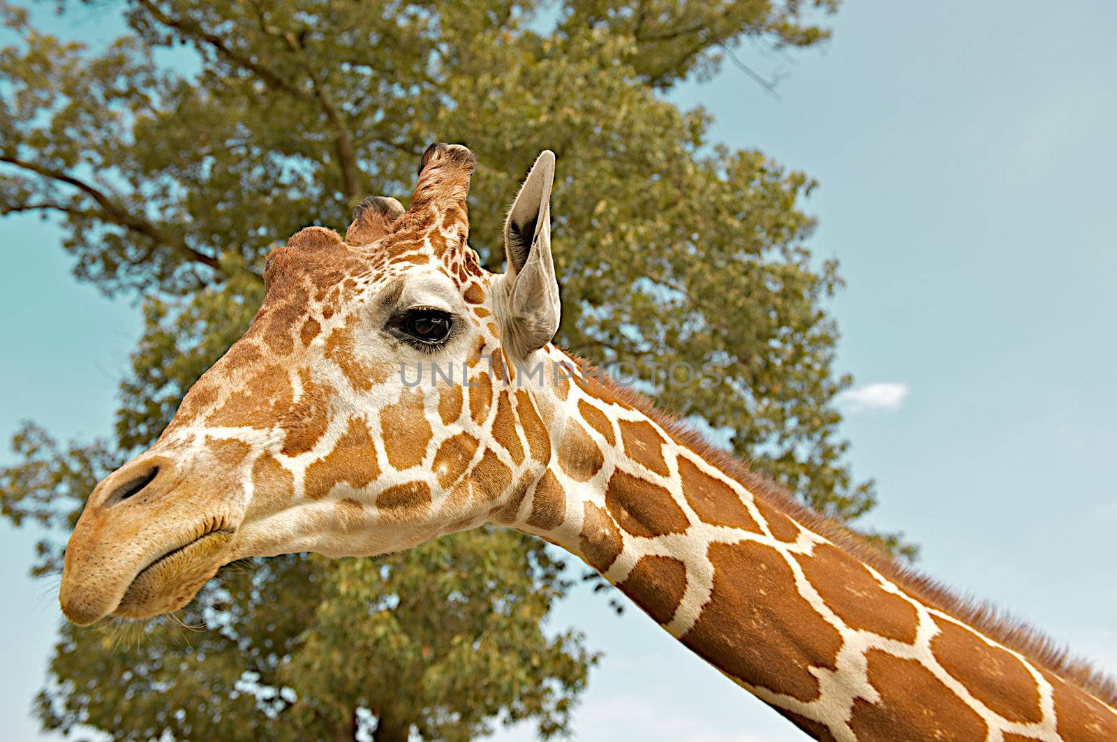 Giraffe face and neck surrounded by sky and trees.  The giraffe (Giraffa camelopardalis) is an African even-toed ungulate mammal, the tallest of all land-living animal species, and the largest ruminant. 