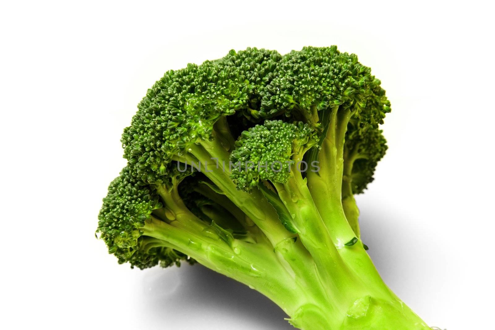A fresh piece of broccoli against white