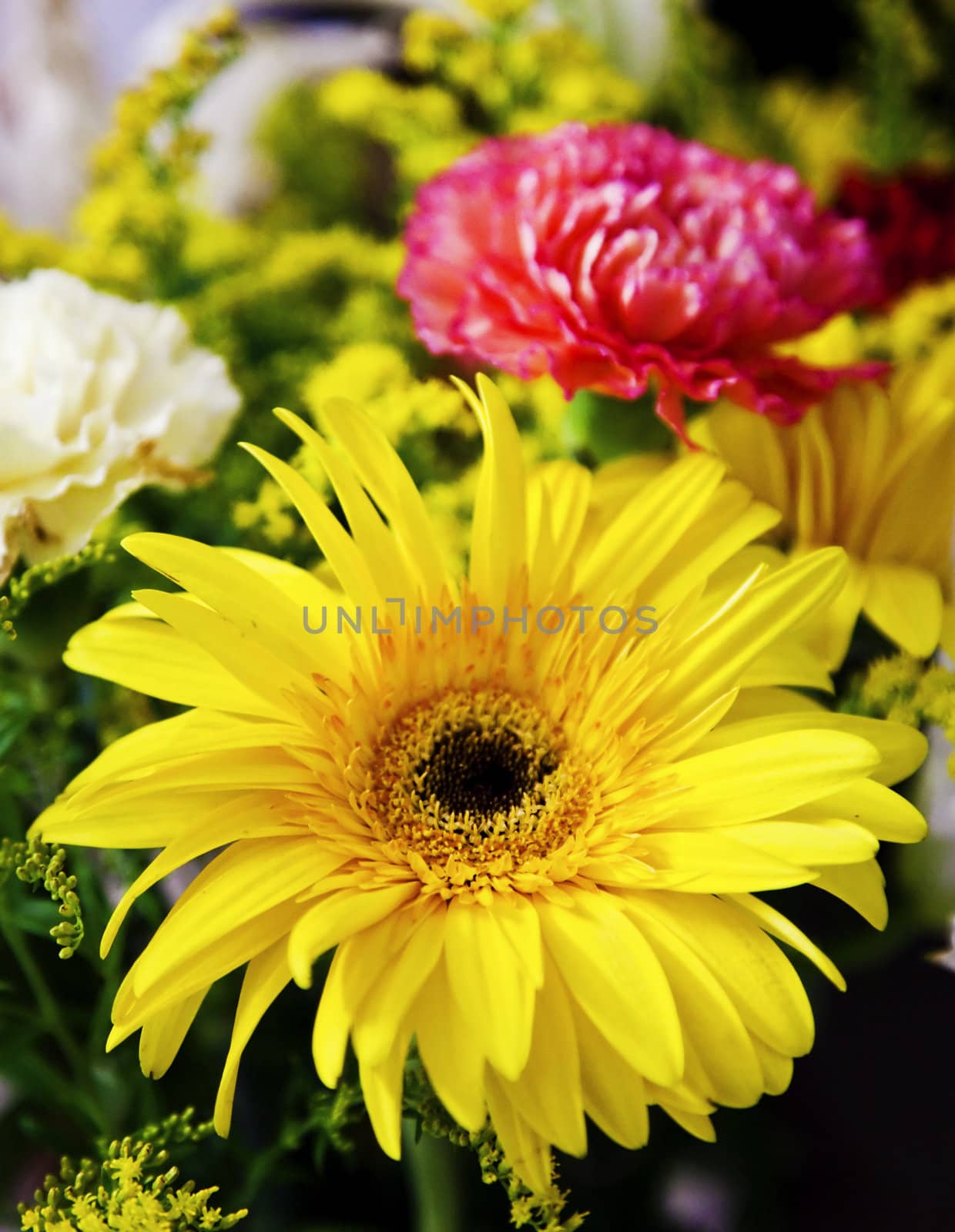 closeup of a yellow gerbera