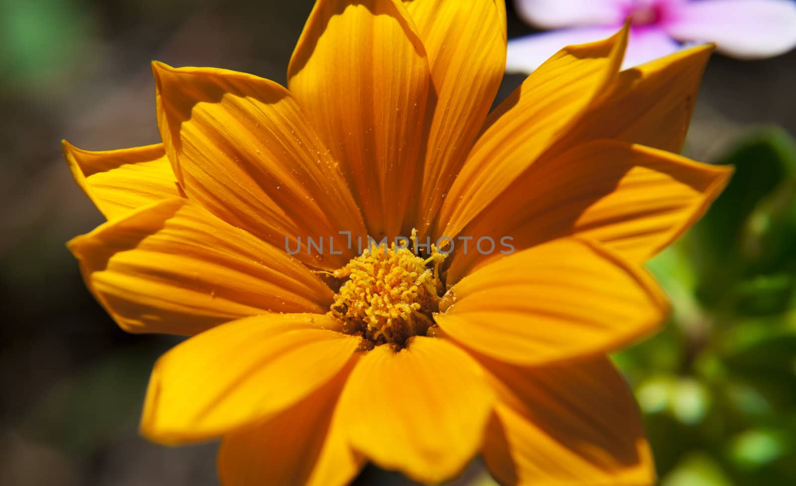 Macro closeup of a bright orange gazania flower