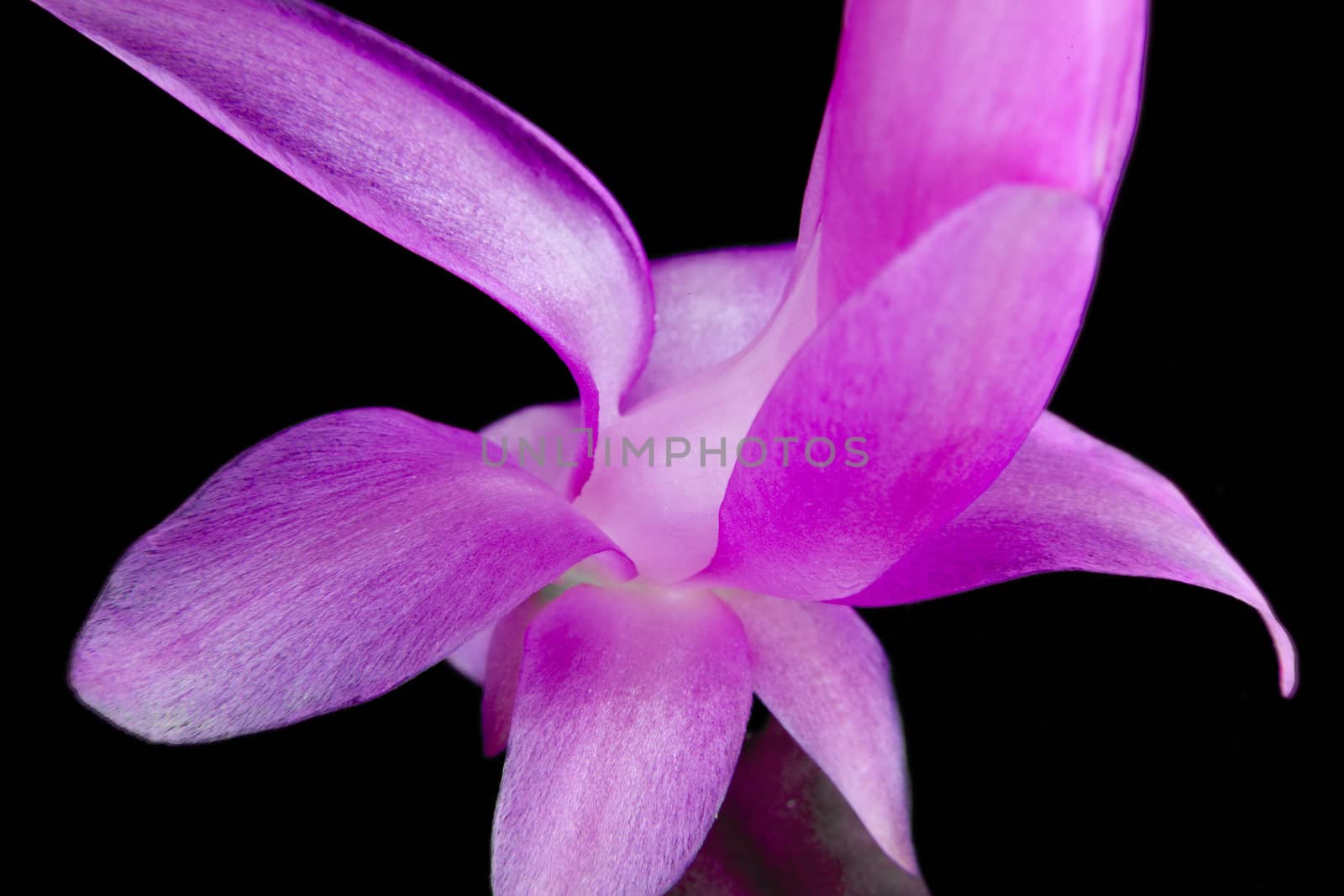 Closeup of a zygo flower by monkeystock