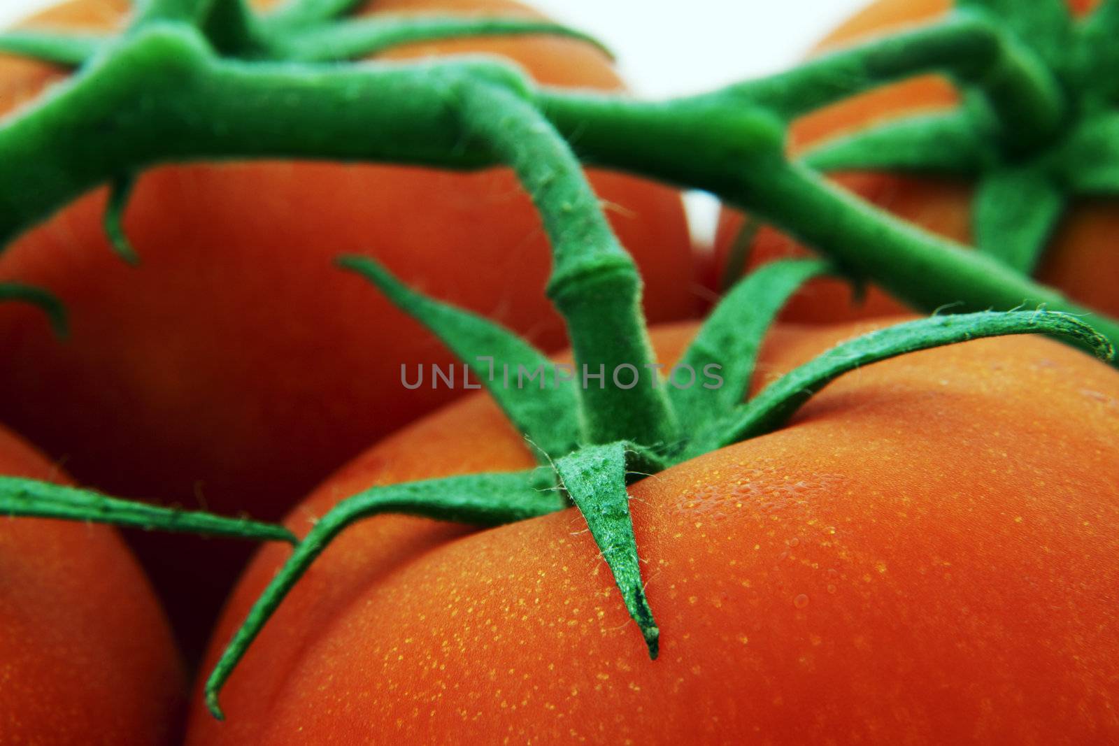 Macro shot of a tomato and vine