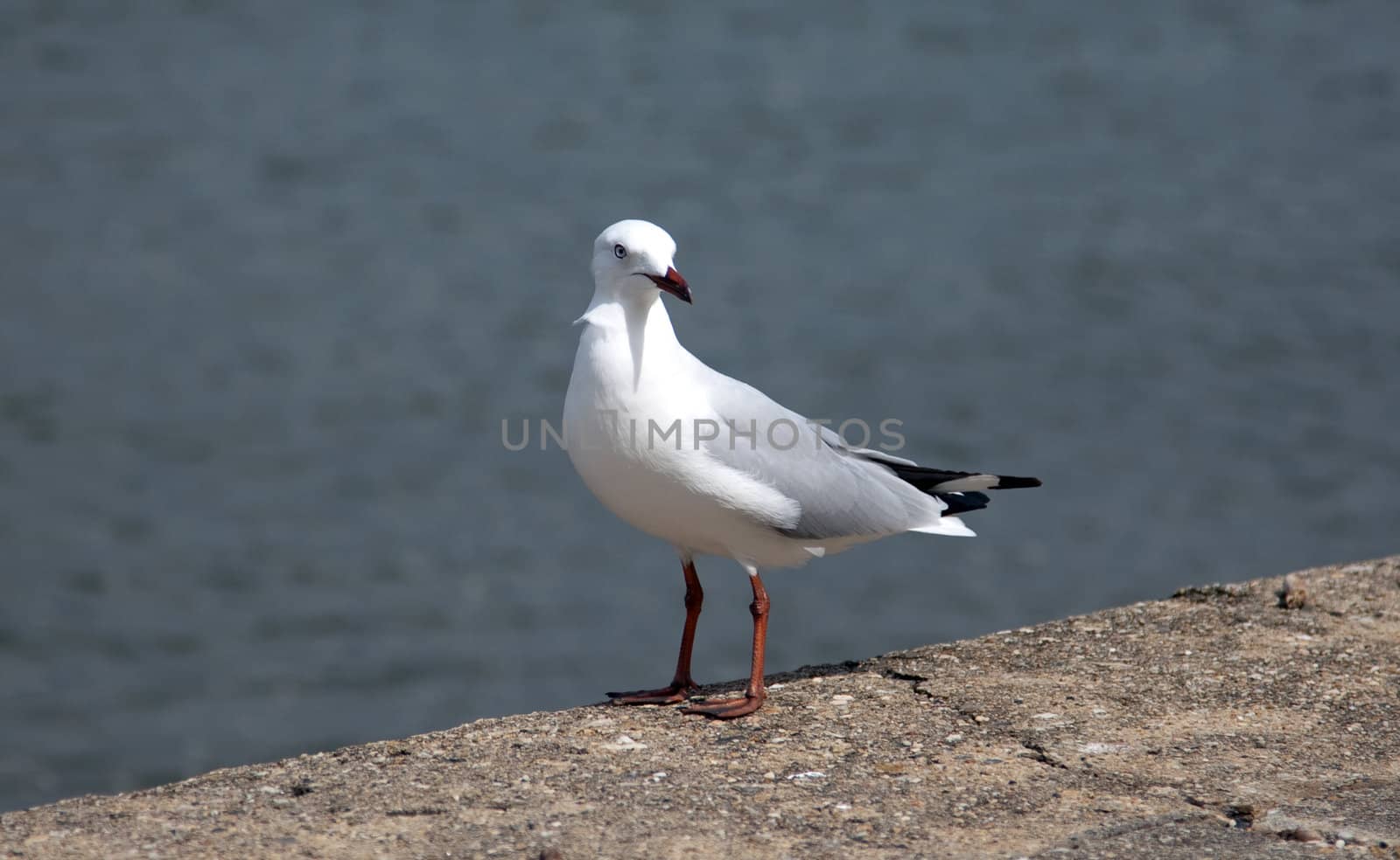 Seagull standing by monkeystock