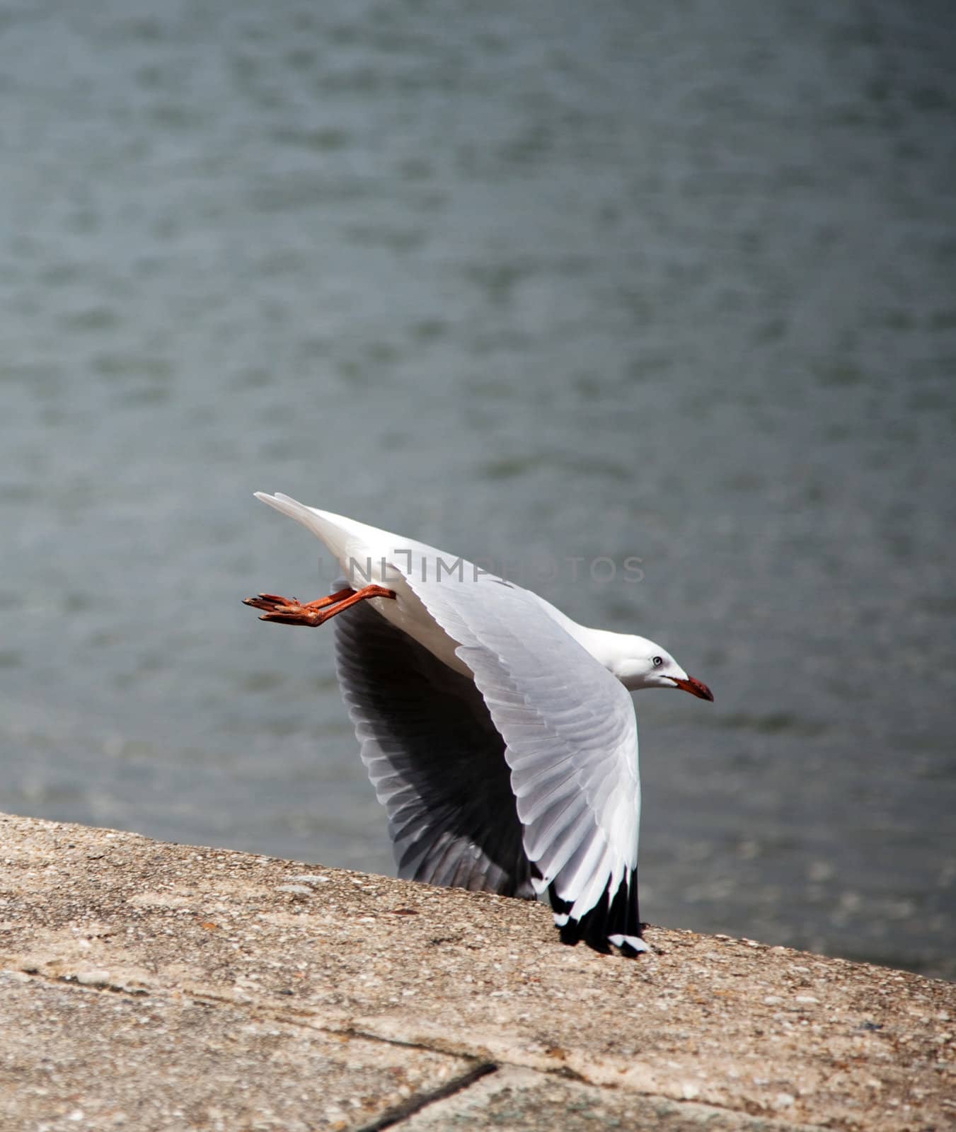 Seagull hitting the edge of a walkway with its' wing