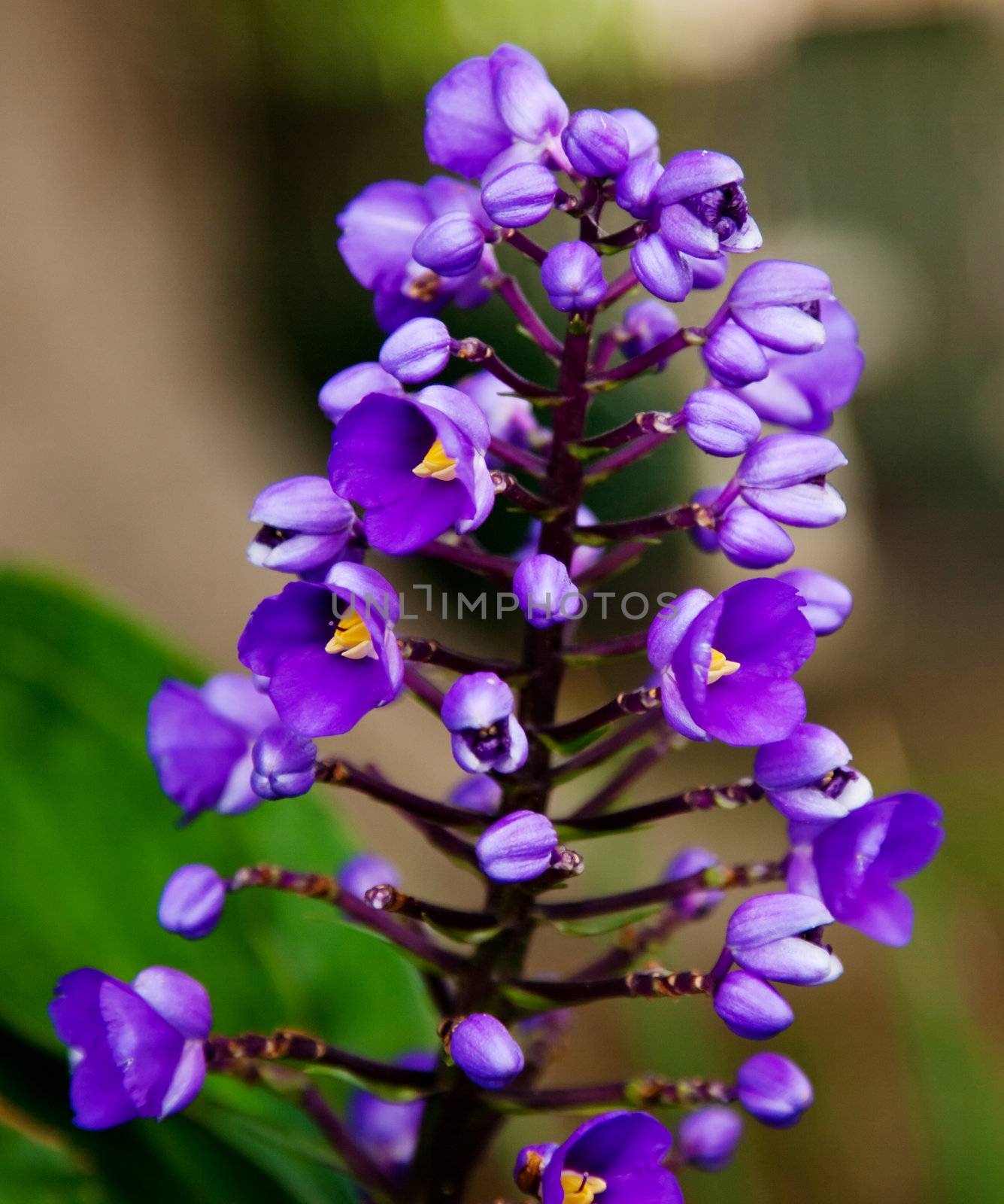 cluster of small purple flowers