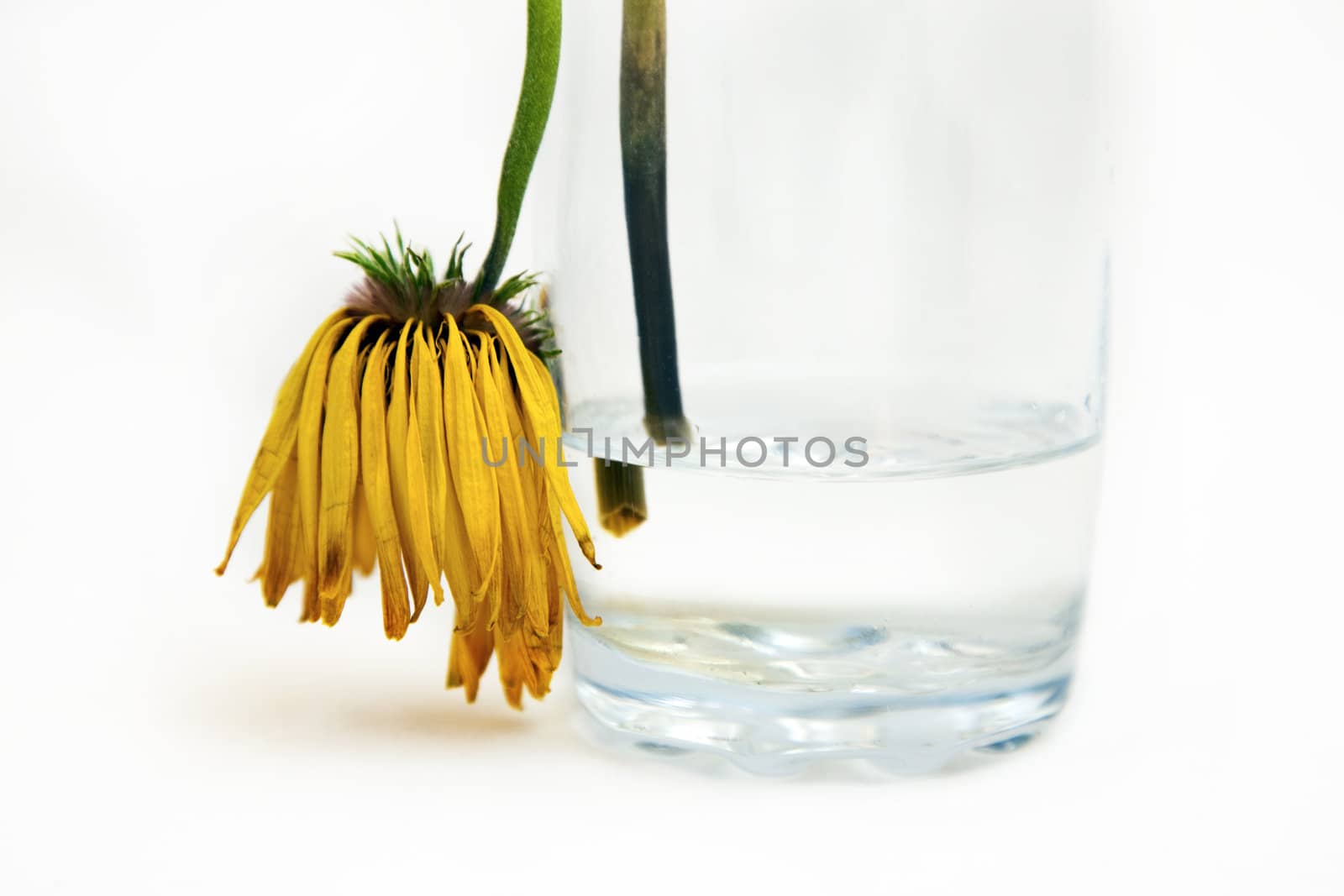 Thirsty gerbera by monkeystock