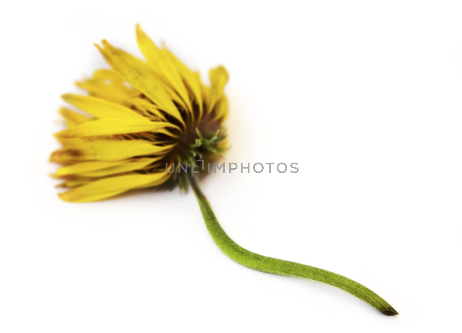 limp gerbera