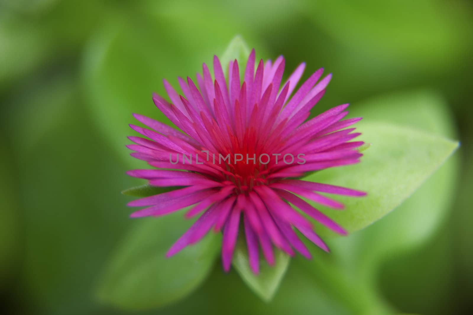 Closeup of a pink spikey flower
