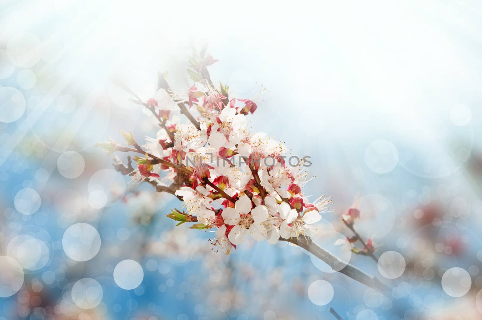 Blossoming branches tree with sun light. Abstract bokeh