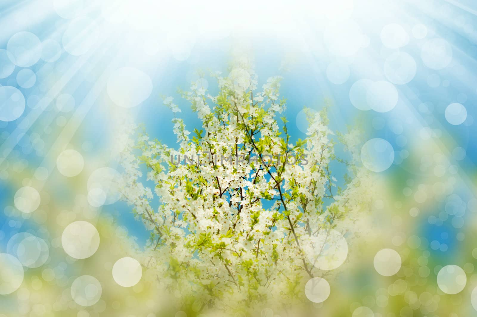 Blossoming branches tree with sun light. Abstract bokeh