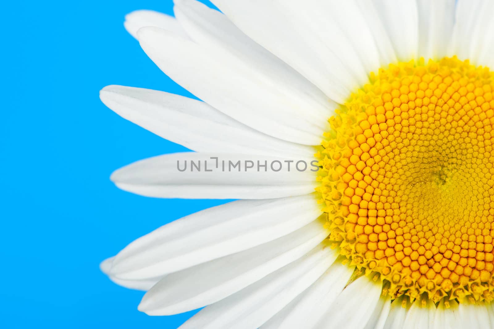 Camomile. It is isolated on a blue background