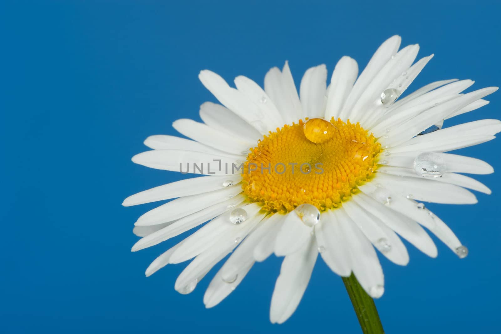 Camomile with dew drops. It is isolated on a blue background
