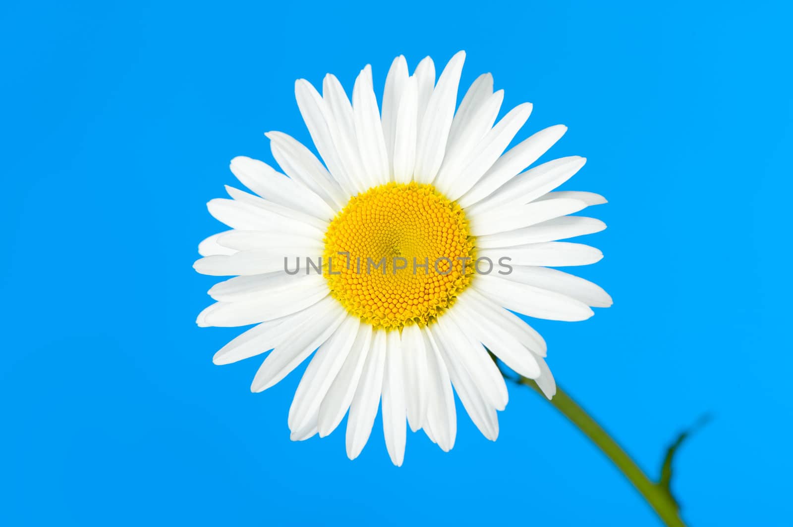 Camomile. It is isolated on a blue background