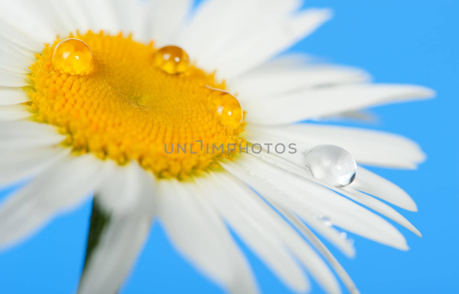 Camomile with dew drops by galdzer