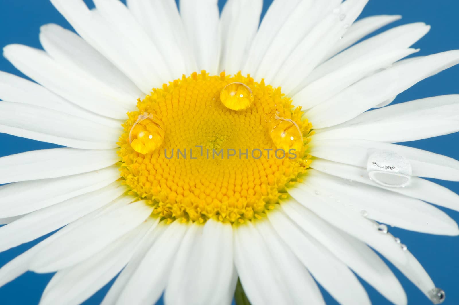 Camomile with dew drops. It is isolated on a blue background