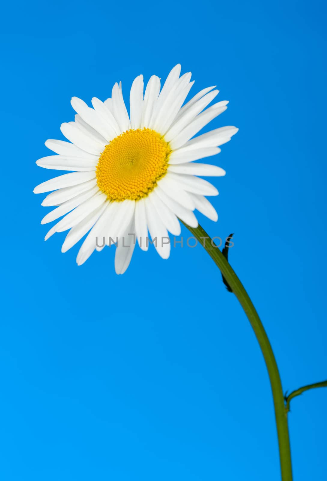 Camomile. It is isolated on a blue background