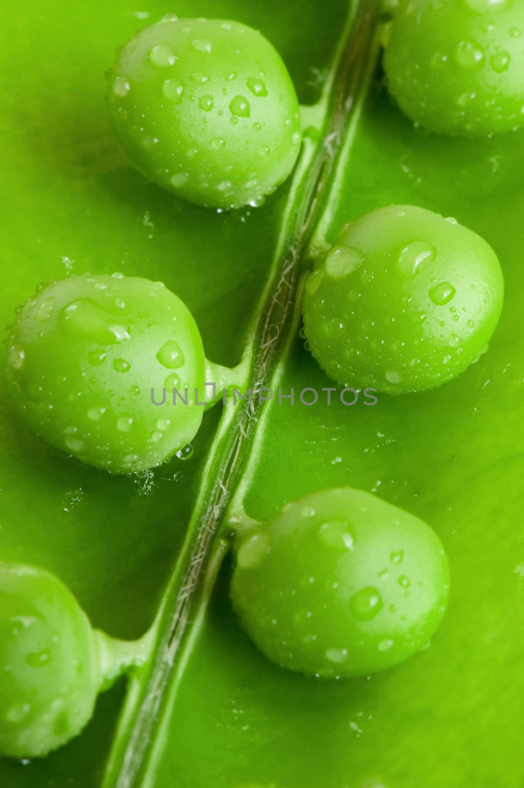 Pea. A photo close up of peas with water drops