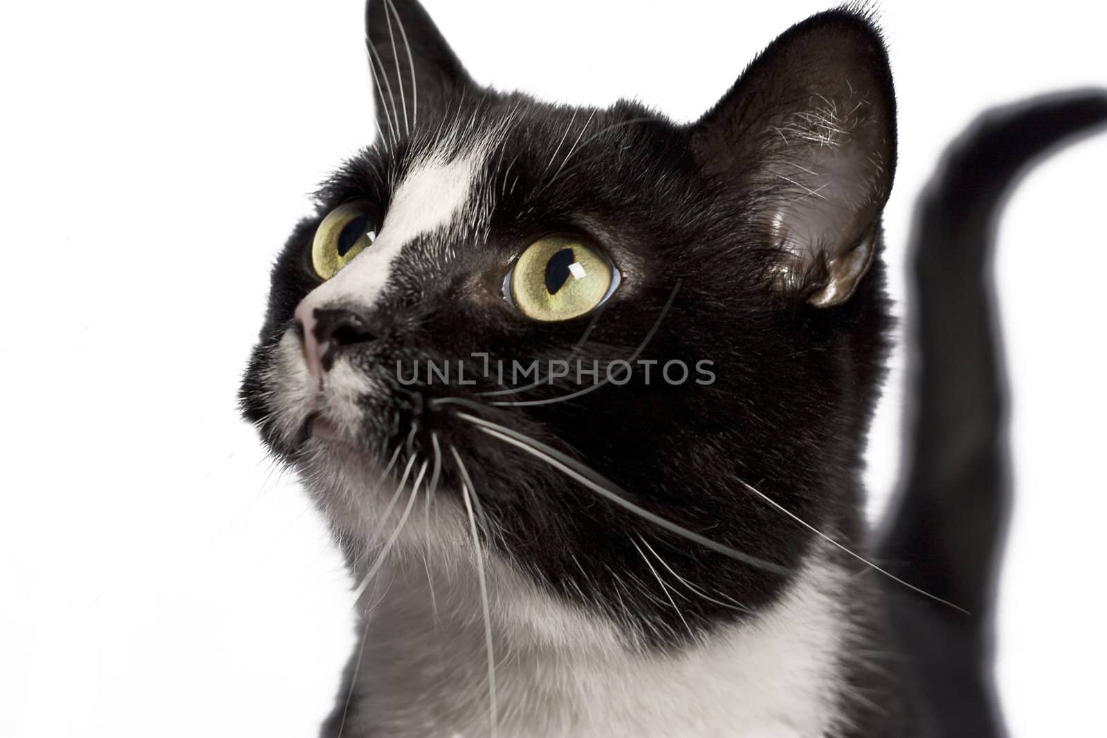 Close up portrait of a black and white cat