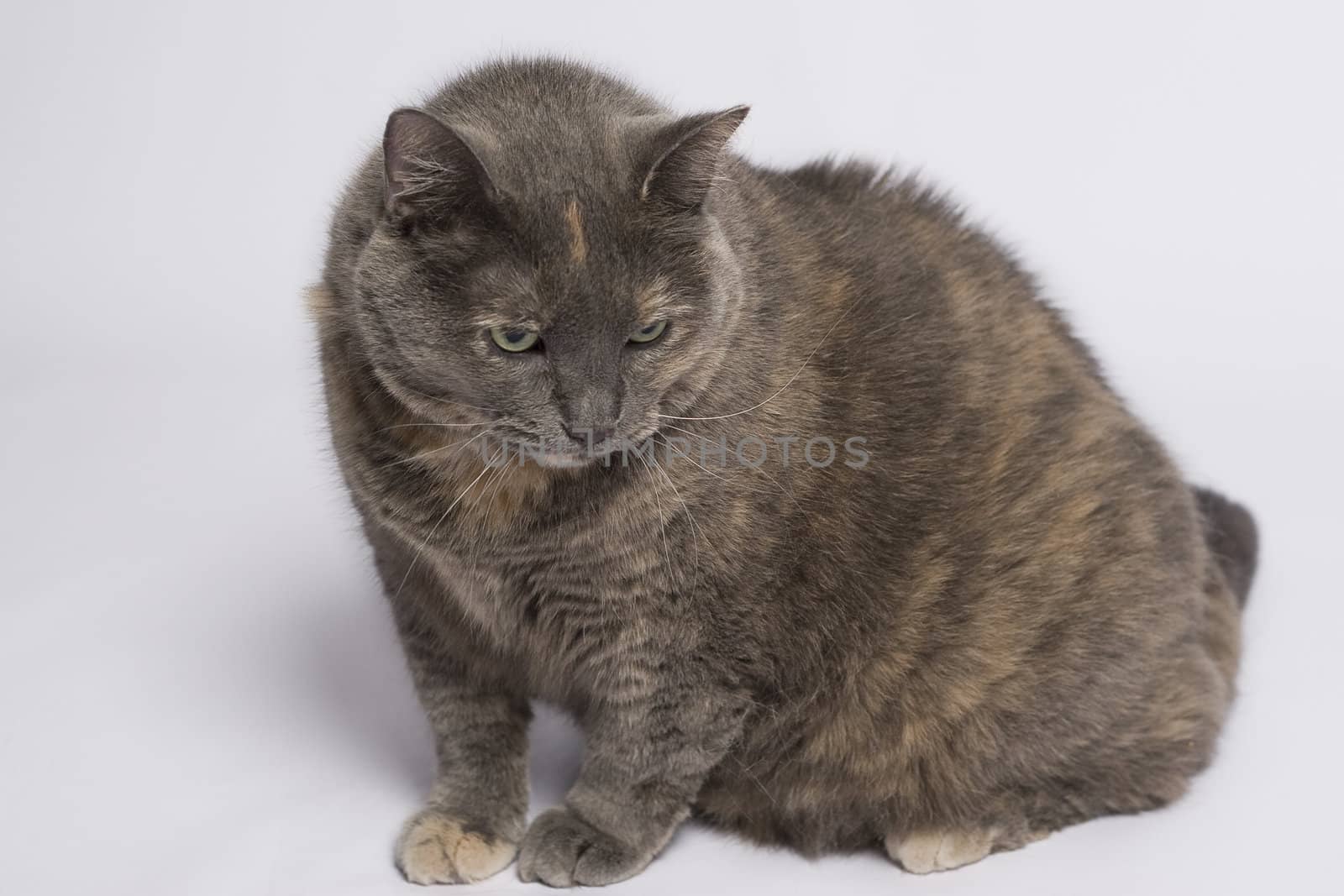 Gray and beige cat with angry expression