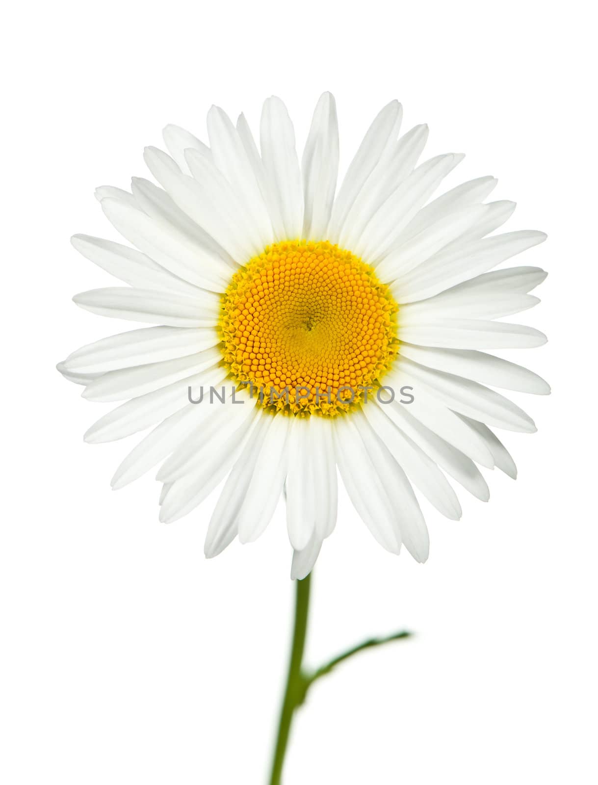Camomile. It is isolated on a white background