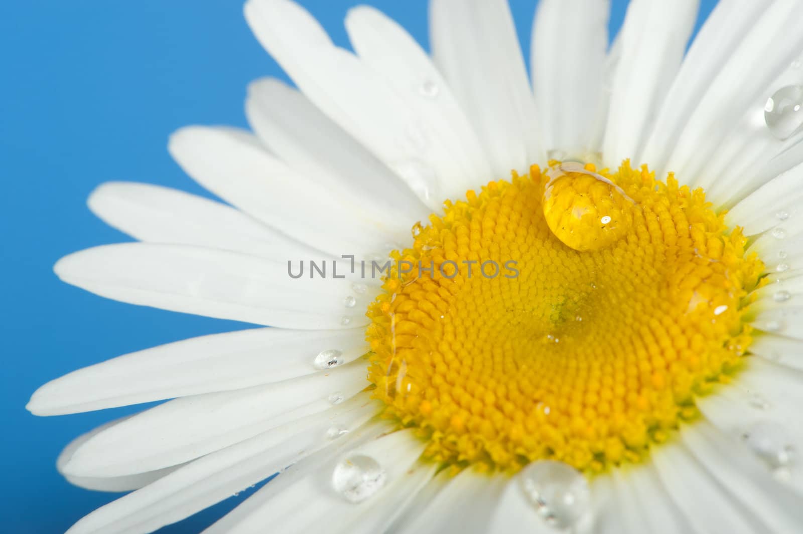 Camomile with dew drops. It is isolated on a blue background