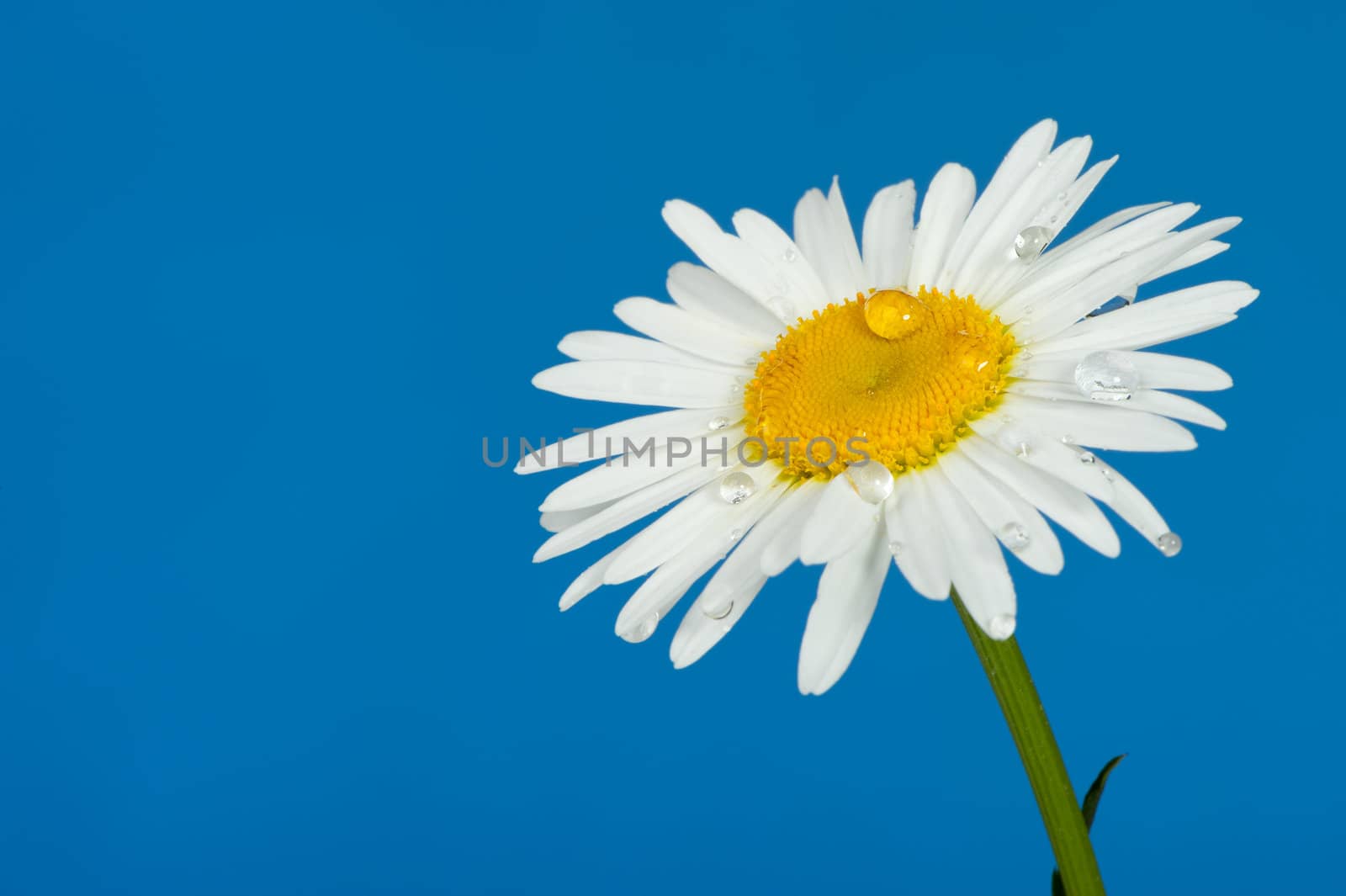 Camomile with dew drops. It is isolated on a blue background