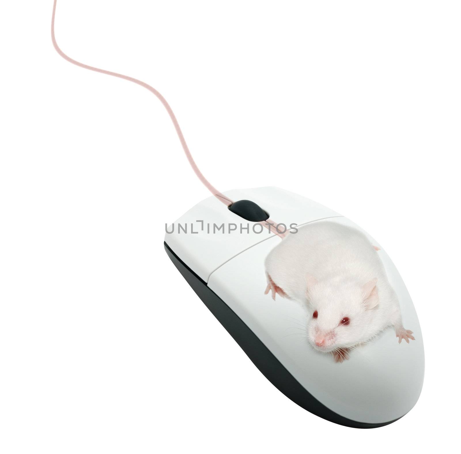 Live mouse on a computer mouse. It is isolated on a white background