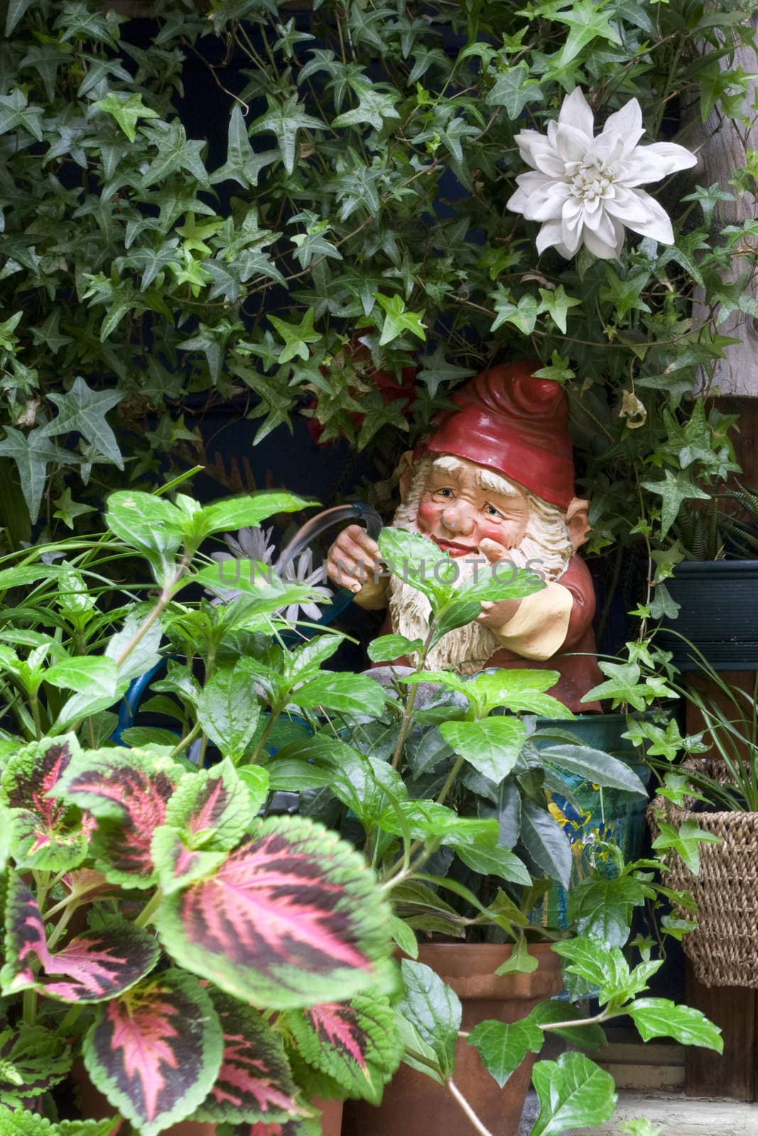 Garden gnome watering plants