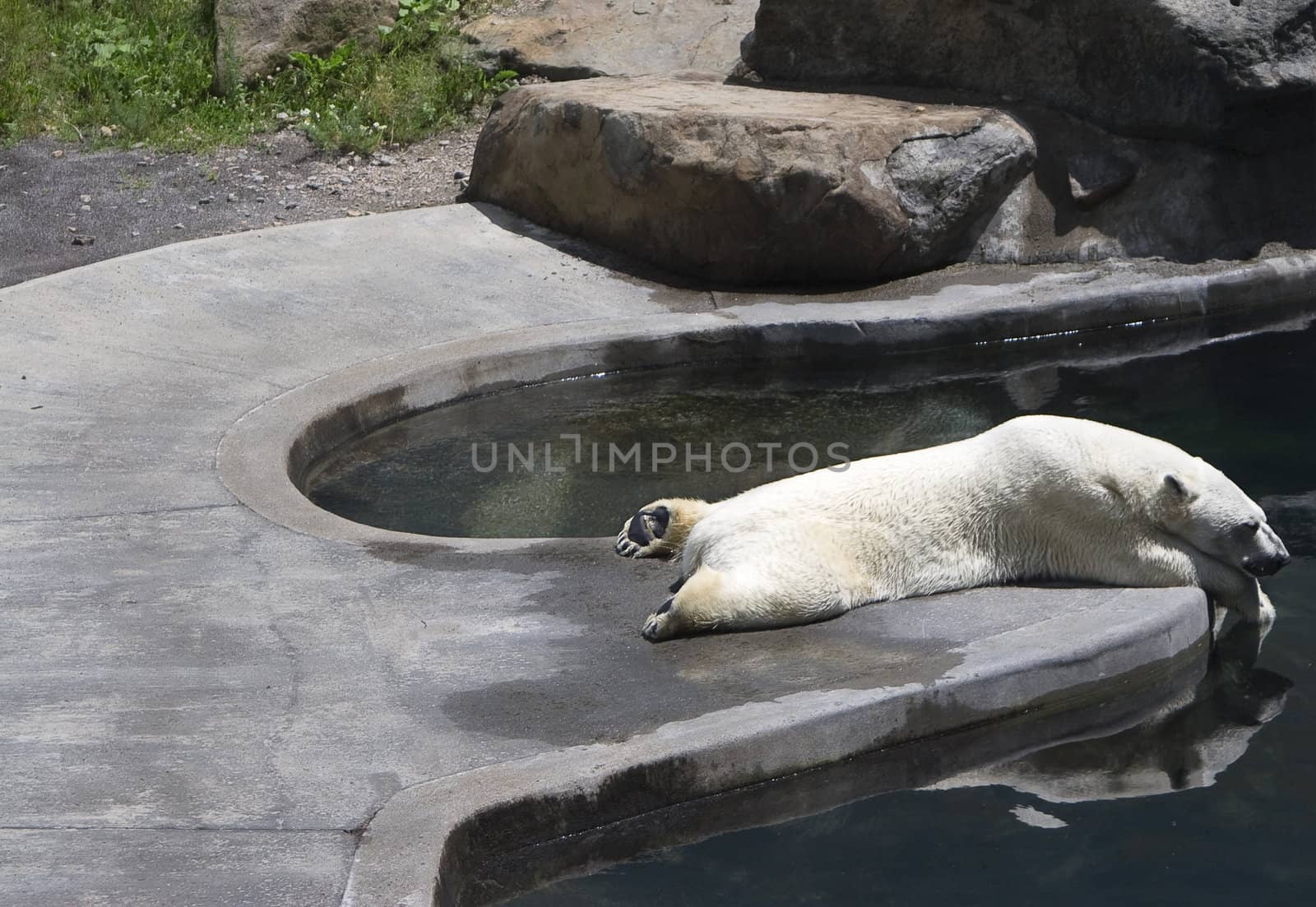 Polar bear sleeping by pool