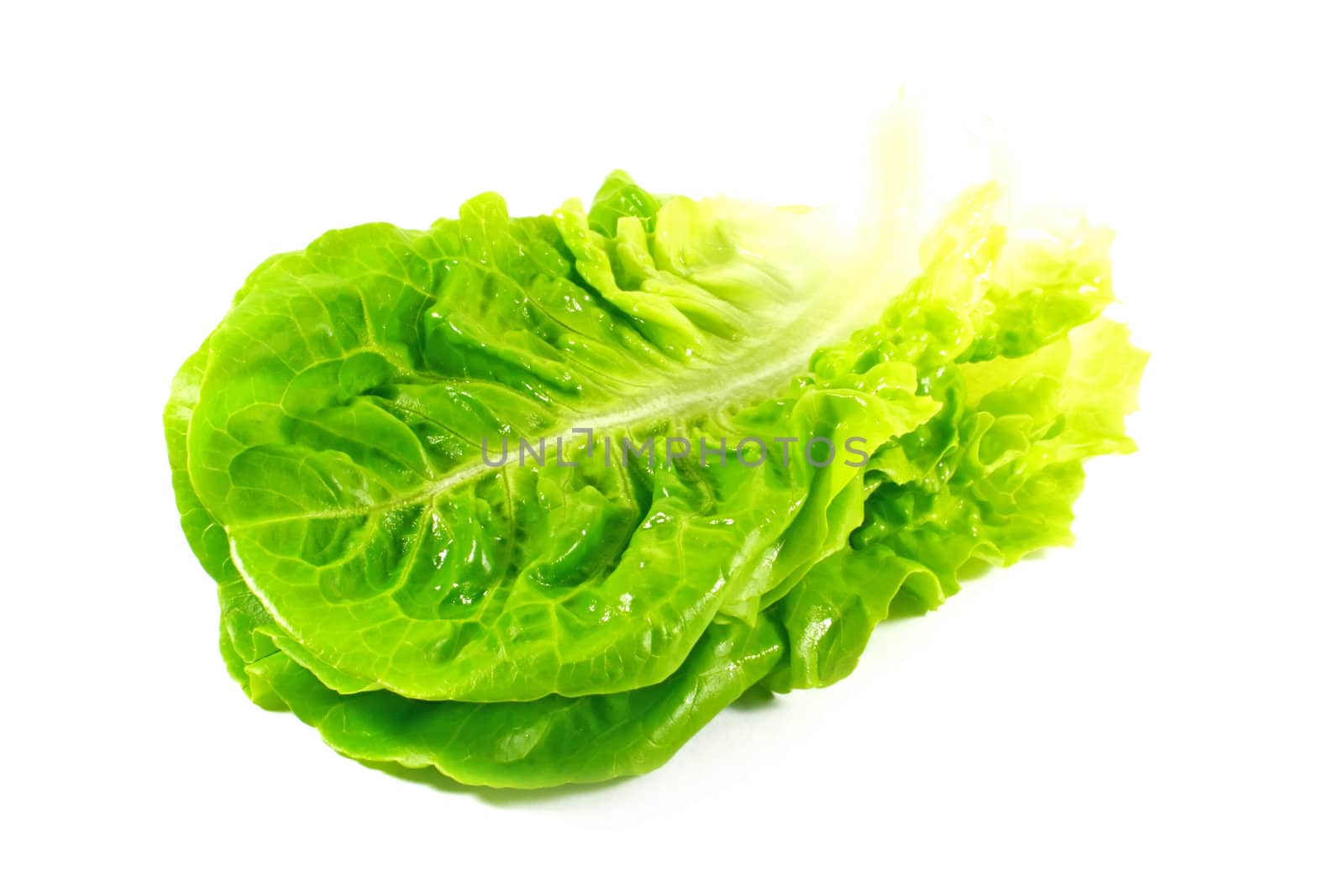 Lettuce Leaves Isolated on a White Background