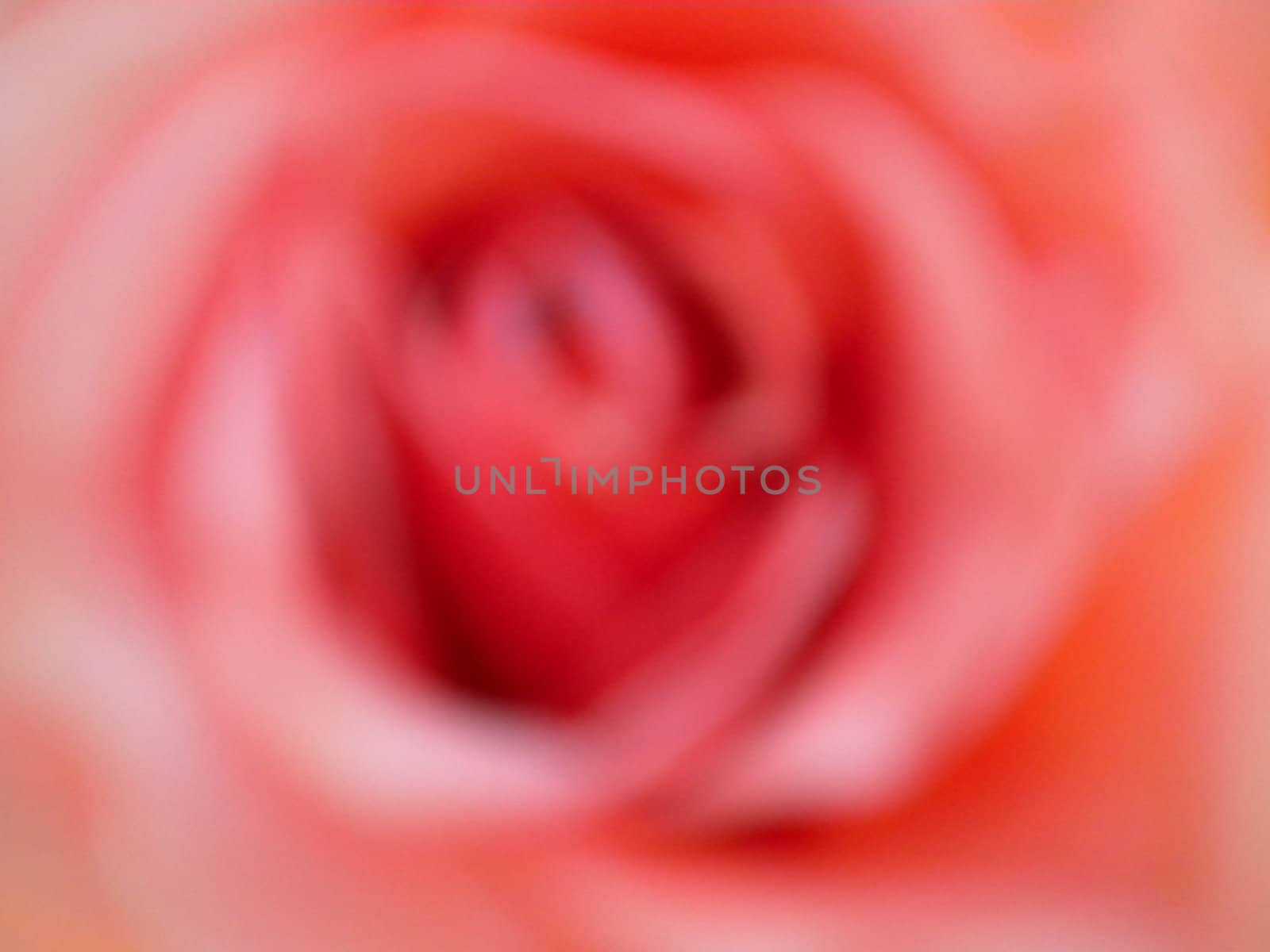 Pink Rose Blur