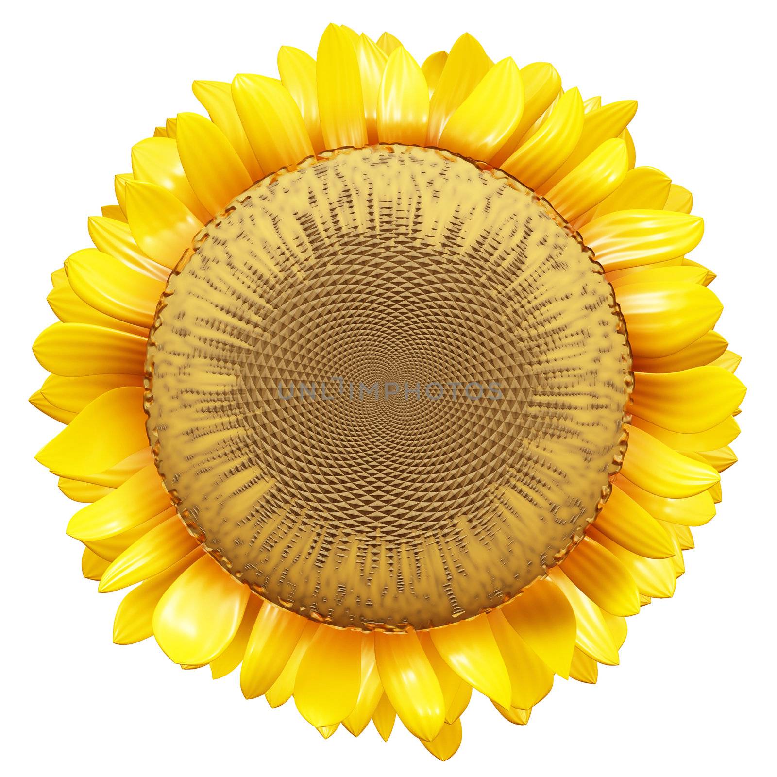 Sunflower Clip Art Isolated on a White Background